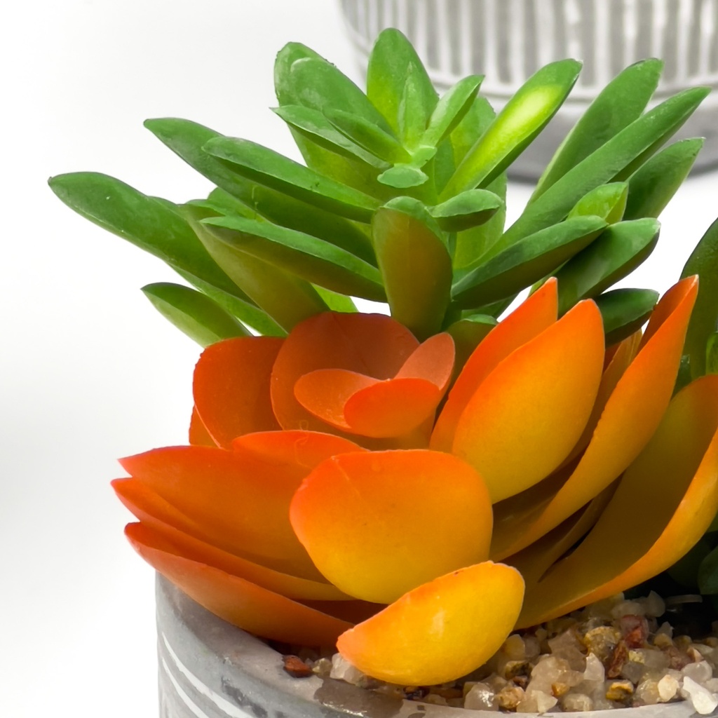 Suculenta mix base cemento 18,5cm